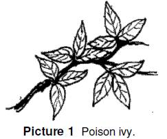 poison ivy has three leaves