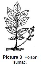 poison sumac has several leaves that grow off of a branch