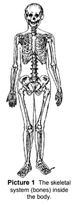 Skeletal System
