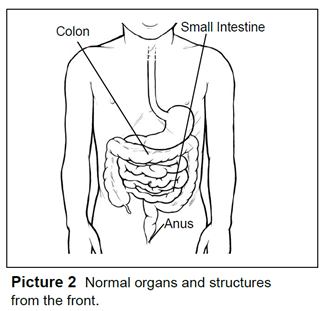 Normal organs and structures from the front.