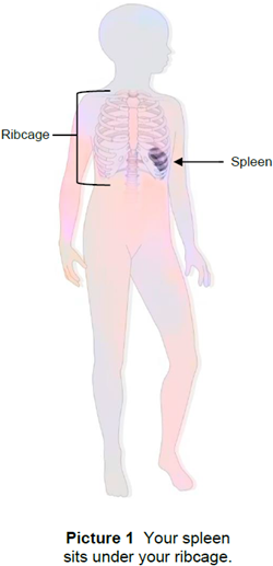 Depiction of where the spleen is located in the body