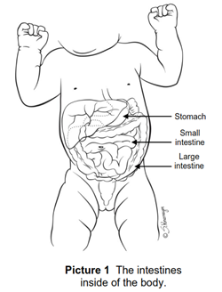 diagram of a baby's intestines