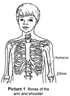Bones of the arm and shoulder