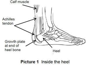 inside the heel