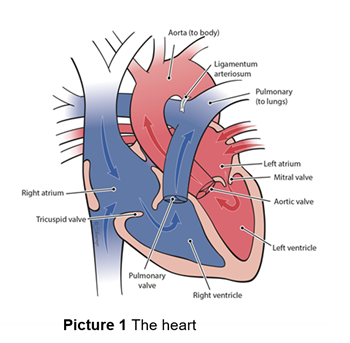 Labeled photo of the heart