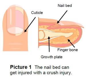 Important parts of the fingertip
