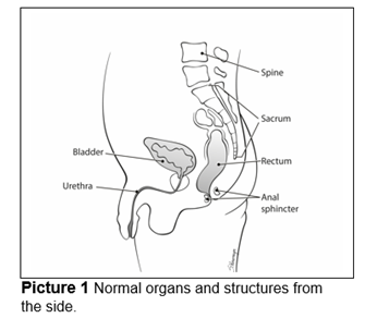 Normal organs and structures from the side.