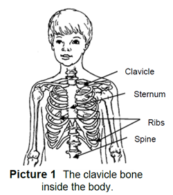 The clavicle bone