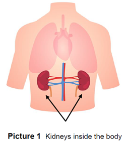 infographic of the kidneys inside of the body