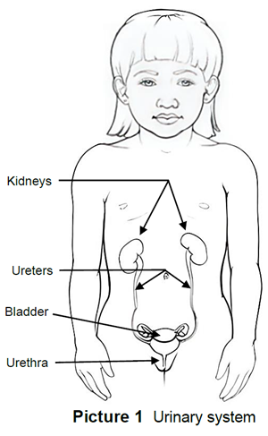 the urinary system inside the body