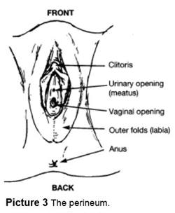 The Perineum