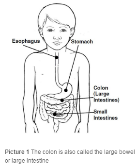 Colon Diagram