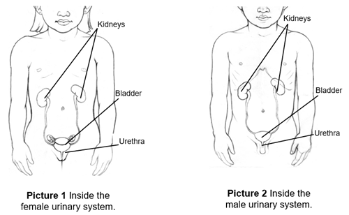 female and male urinary system inside the body