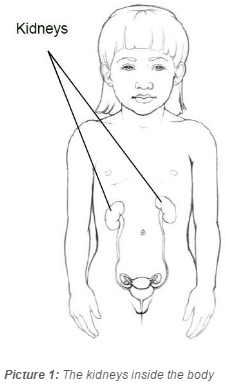 Diagram showing where kidneys are located in the body
