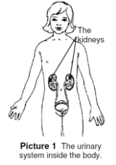 diagram of urinary system in body