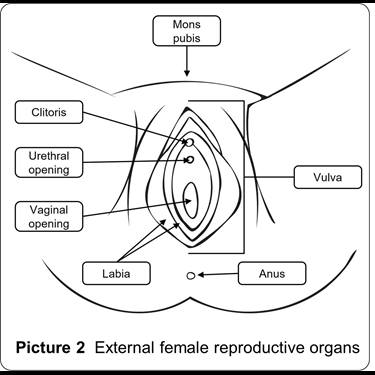 Female Reproductive System