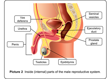 Labeled picture of male reproductive body parts.