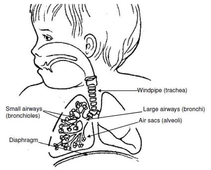 diagram of respiratory system