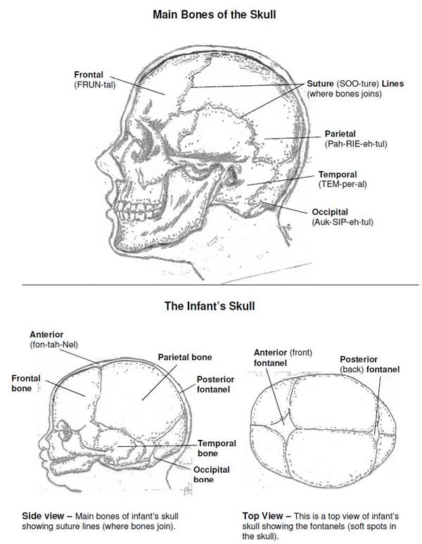 diagram of adult and infant skull