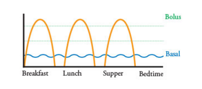 chart depicting the difference between bolus and basal insulin. Bolus has three large arches, whereas basal has a constant pattern
