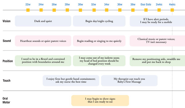 brain growth chart