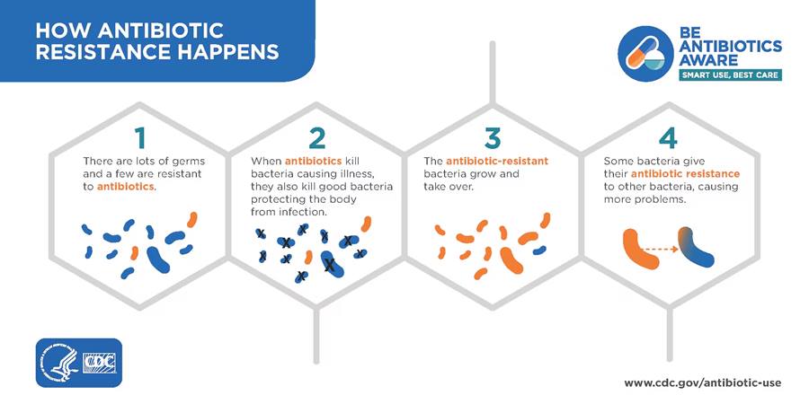 Infographic shows how antibiotic resistance happens.