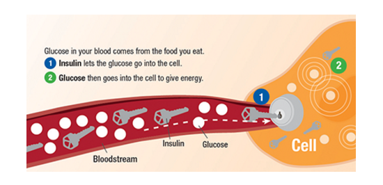 Depiction of insulin as a key that allows glucose into the cell to give energy