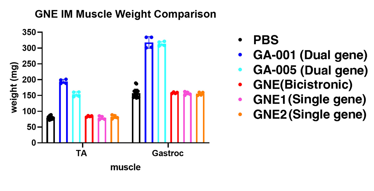 Gene Therapy for GNE myopathy