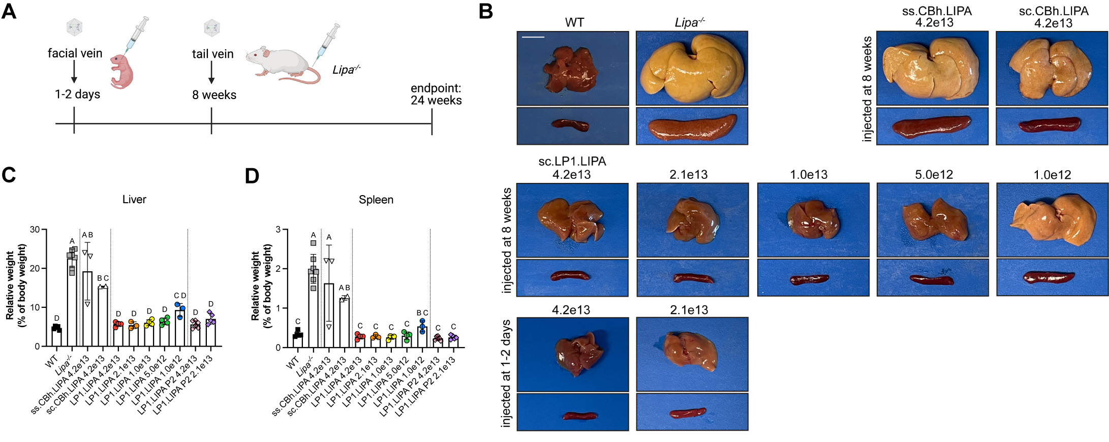 Treatment curative therapy for Lysosomal Acid Lipase Deficiency, or LAL-D