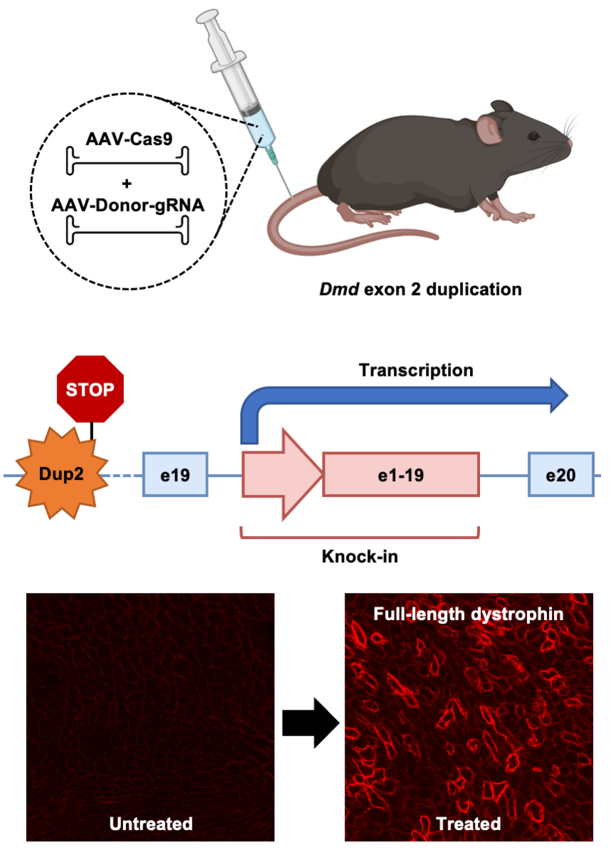 Illustration of  how homology-independent targeted integration (HITI)-based gene editing can be used to correct mutations in the DMD gene and restore dystrophin expression.