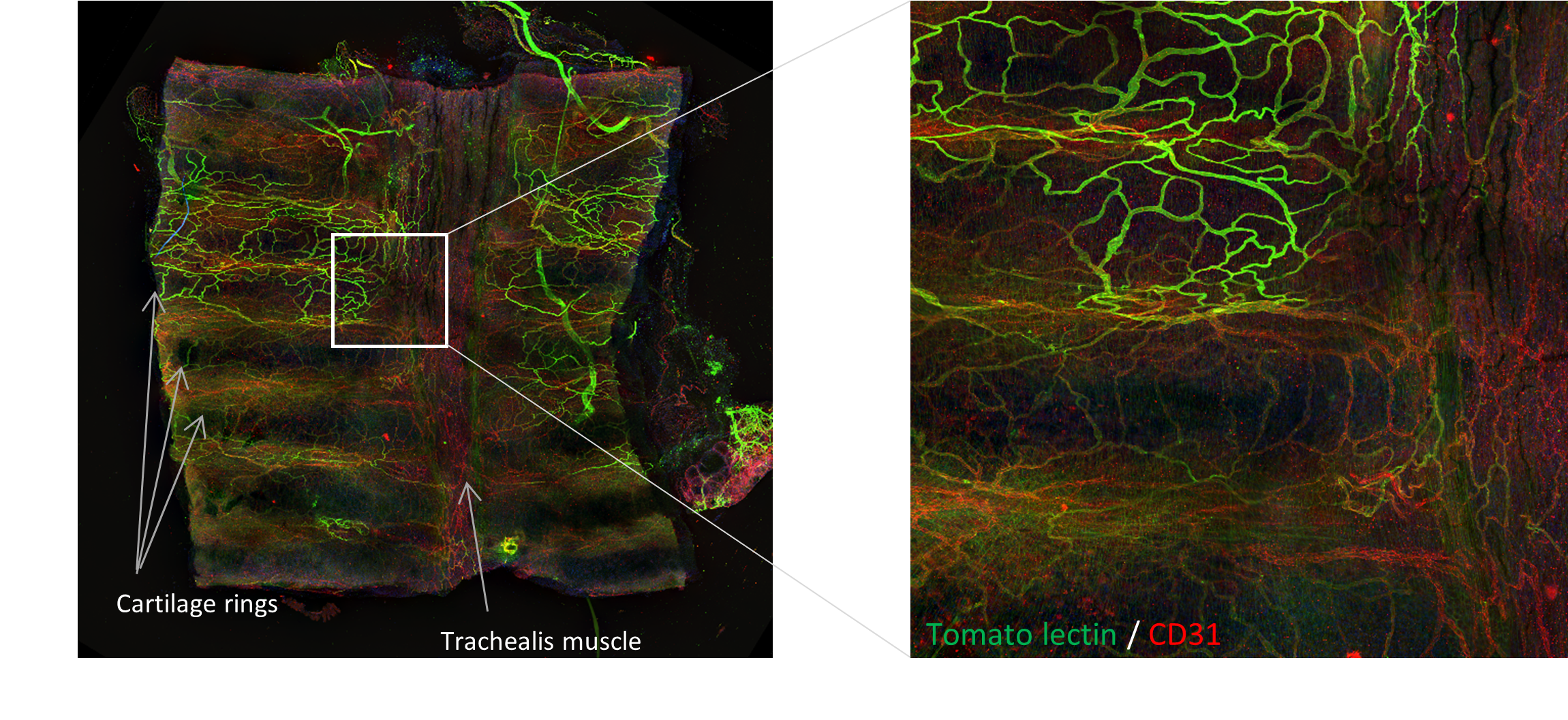 Whole mount method being used to examine vascular development following impant.