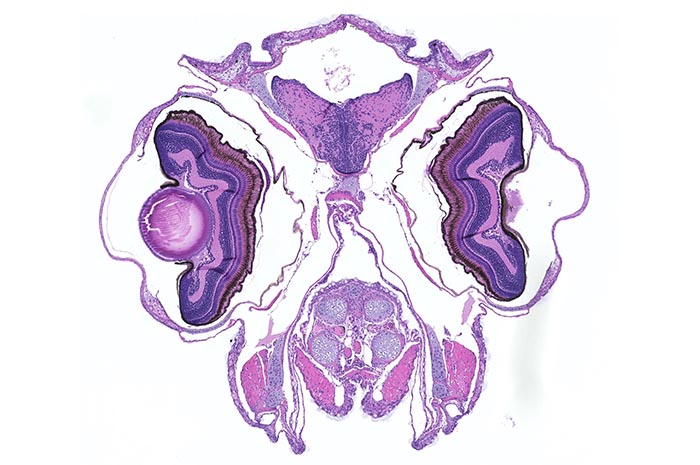 Kendall Lab Research Project