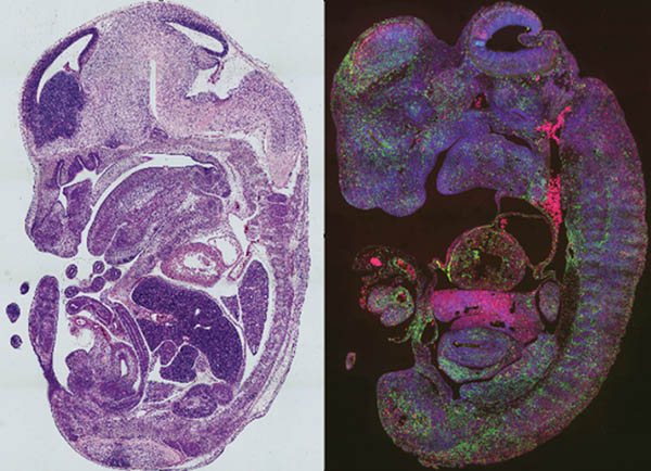 Li Lab Projects and Publications