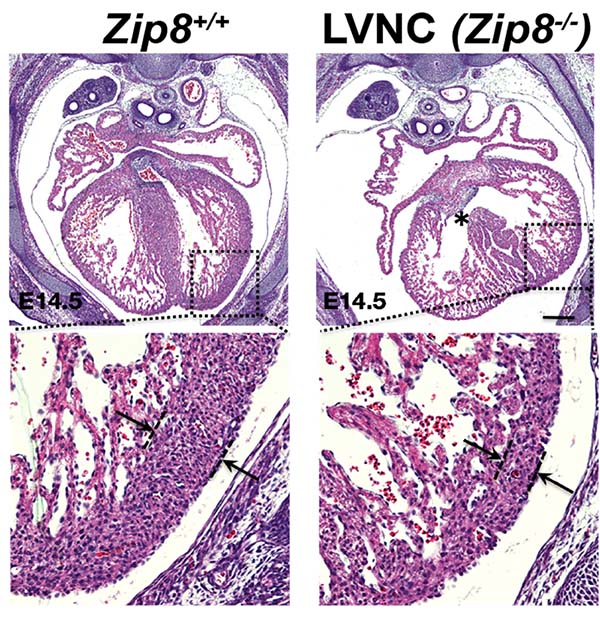 Li Lab Projects and Publications