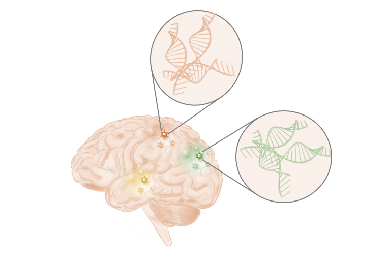 Transposon-Mediated Mosaicism