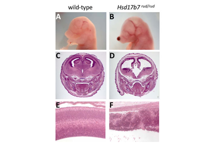 Stottmann Lab Current Projects