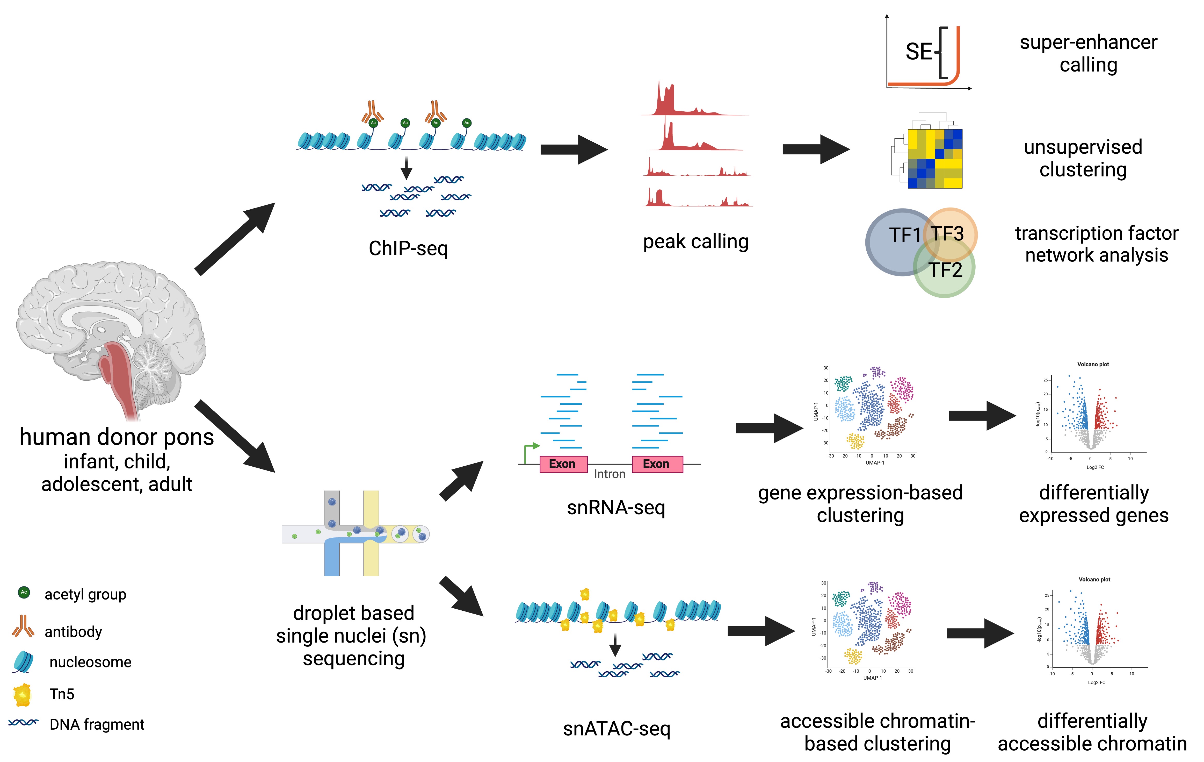 Pons Atlas Schematic