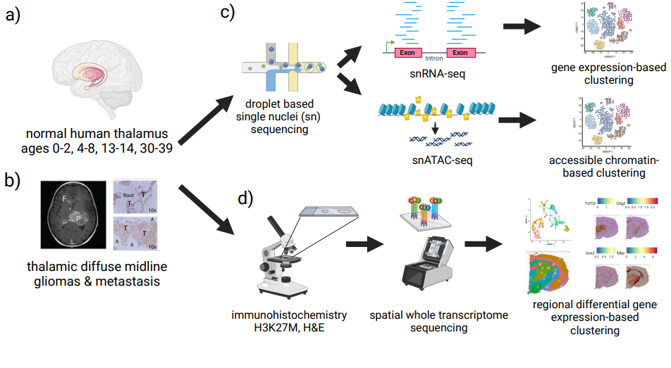 Single cell and spatial thalamus atlas